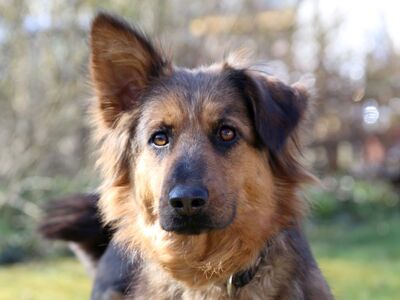 Uckilein, Mischling - Hündin