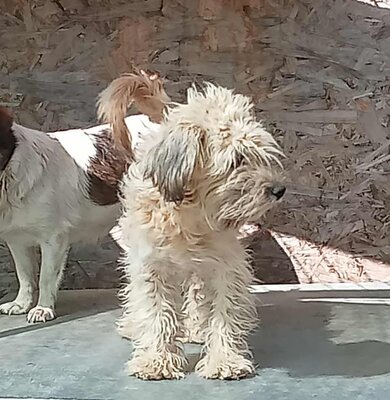 Ulfi, Mix - Rüde