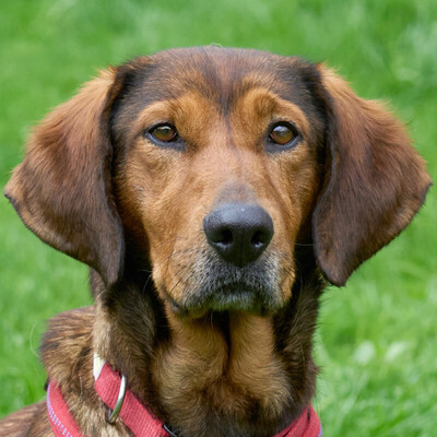 Una, Dachsbracke-Mix - Hündin