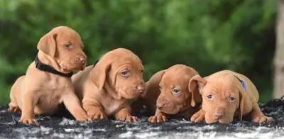 , Ungarische Vizsla Welpen - Rüde