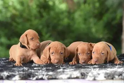 , Ungarische Vizsla Welpen - Rüde