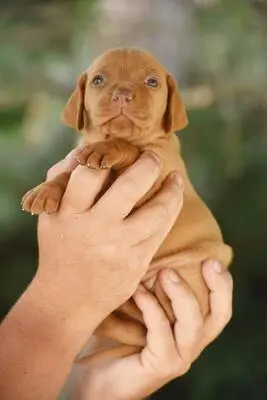 , Ungarische Vizsla Welpen - Rüde