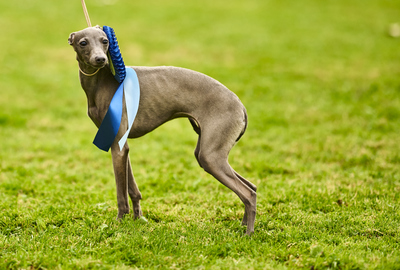 Unser wunderschöner B-Wurf in blau ist da., Italienische Windspiel Welpen - Rüde