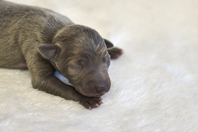 Unser wunderschöner B-Wurf in blau ist da., Italienische Windspiel Welpen - Rüde