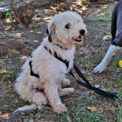 Unsere 2 Notfellchen - Philly UND Chioni !!! Sie werden nur gemeinsam vermittelt!!, Terrier-Mischling - Hündin