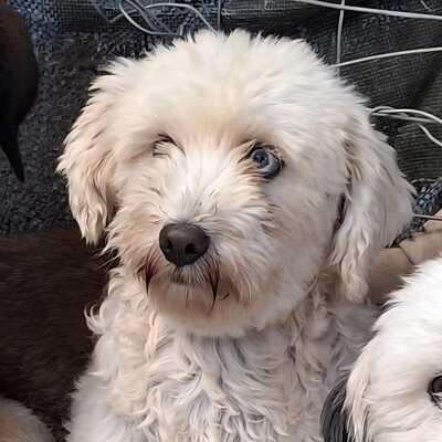 Unsere 2 Notfellchen - Philly UND Chioni !!! Sie werden nur gemeinsam vermittelt!!, Terrier-Mischling - Hündin