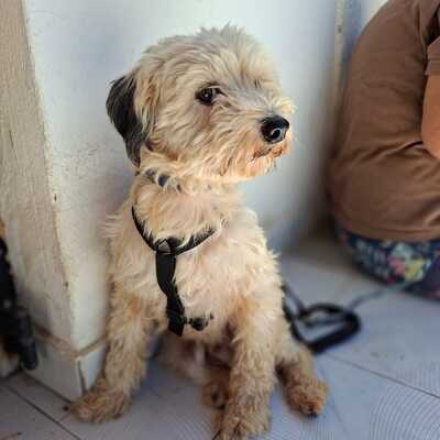 Unsere 2 Notfellchen - Philly UND Chioni !!! Sie werden nur gemeinsam vermittelt!!, Terrier-Mischling - Hündin