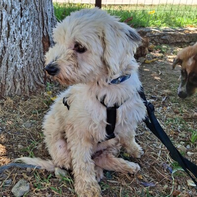 Unsere 2 Notfellchen - Philly UND Chioni !!! Sie werden nur gemeinsam vermittelt!!, Terrier-Mischling - Hündin