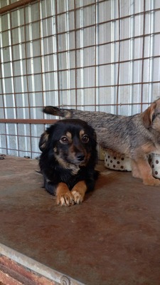 Unsere kleine Tine leidet sehr im Shelter, Mischling - Hündin