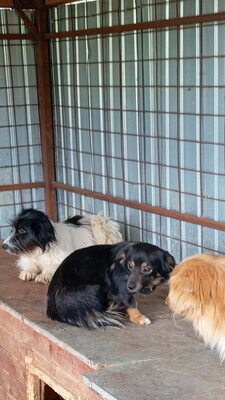 Unsere kleine Tine leidet sehr im Shelter, Mischling - Hündin