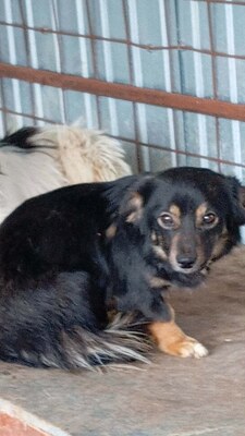 Unsere kleine Tine leidet sehr im Shelter, Mischling - Hündin