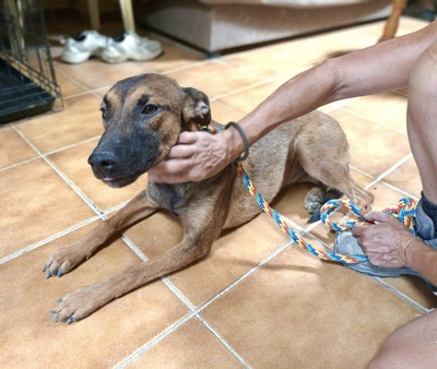 Ura, Malinois - Mix - Hündin