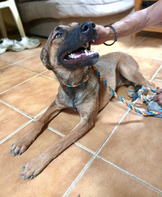 Ura, Malinois - Mix - Hündin