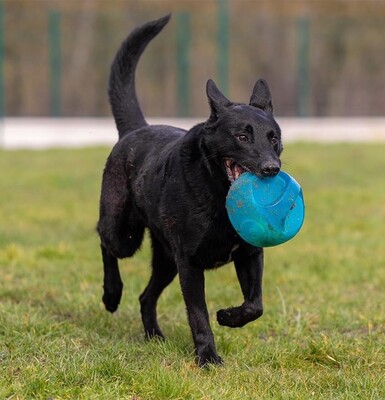Uranus schwarzer Schäferhund sucht sportliches Zuhause, mit Video