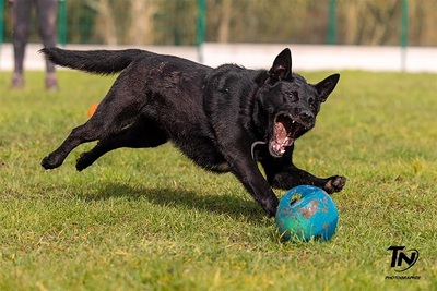 Uranus schwarzer Schäferhund sucht sportliches Zuhause, mit Video, Schäferhund, schwarz - Rüde