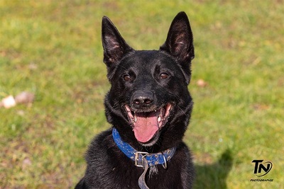 Uranus schwarzer Schäferhund sucht sportliches Zuhause, mit Video, Schäferhund, schwarz - Rüde