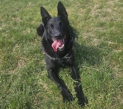 Uranus schwarzer verträgliches Schäferhund, mit Video