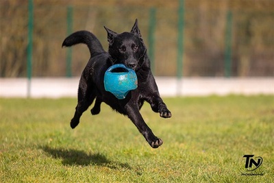 Uranus schwarzer verträgliches Schäferhund, mit Video, schwarzer Schäferhund - Rüde