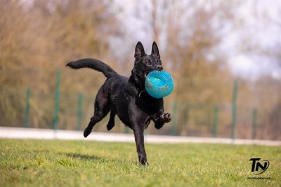 Uranus schwarzer verträgliches Schäferhund, mit Video, schwarzer Schäferhund - Rüde
