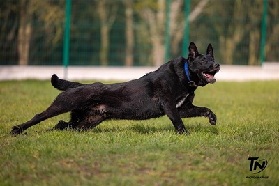 Uranus schwarzer verträgliches Schäferhund, mit Video, schwarzer Schäferhund - Rüde
