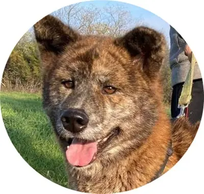 VACAK - 58 cm - AKITA MIX SUCHT! (aus dem Tierschutz / mit Video), Akita Mischling - Hündin