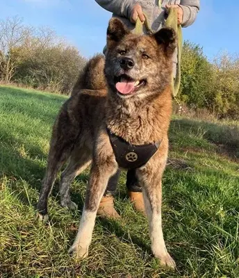 VACAK - 58 cm - AKITA MIX SUCHT! (aus dem Tierschutz / mit Video), Akita Mischling - Hündin