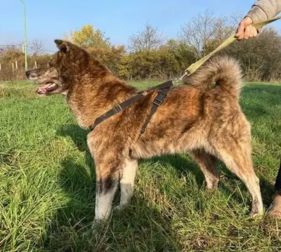 VACAK - 58 cm - AKITA MIX SUCHT! (aus dem Tierschutz / mit Video), Akita Mischling - Hündin