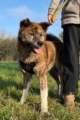 VACAK - 58 cm - AKITA MIX SUCHT! (aus dem Tierschutz / mit Video), Akita Mischling - Hündin