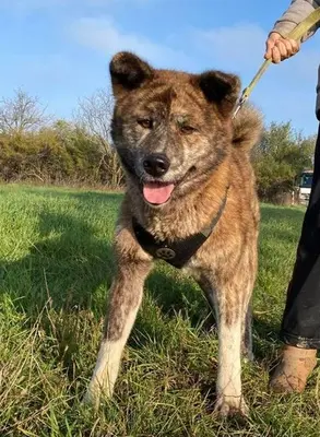VACAK - 58 cm - AKITA MIX SUCHT! (aus dem Tierschutz / mit Video), Akita Mischling - Hündin