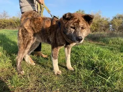 VACAK - 58 cm - AKITA MIX SUCHT! (aus dem Tierschutz / mit Video), Akita Mischling - Hündin