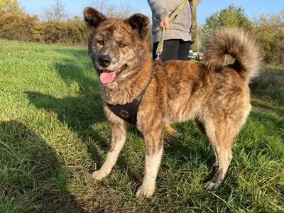 VACAK - 58 cm - AKITA MIX SUCHT! (aus dem Tierschutz / mit Video), Akita Mischling - Hündin