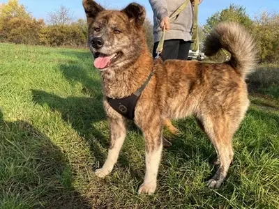 VACAK - 58 cm - AKITA MIX SUCHT! (aus dem Tierschutz / mit Video), Akita Mischling - Hündin