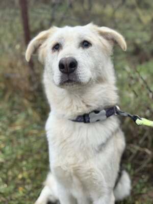 VADON  – fröhlicher Rüde SUCHT EIN ZUHAUSE!