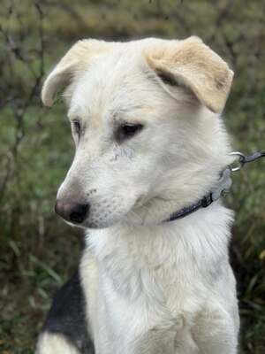 VADON – fröhlicher Rüde SUCHT EIN ZUHAUSE!, Mischling - Rüde