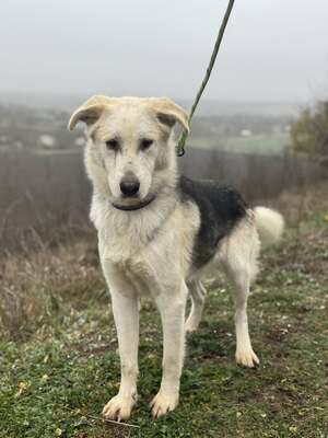 VADON – fröhlicher Rüde SUCHT EIN ZUHAUSE!, Mischling - Rüde