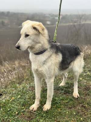 VADON – fröhlicher Rüde SUCHT EIN ZUHAUSE!, Mischling - Rüde