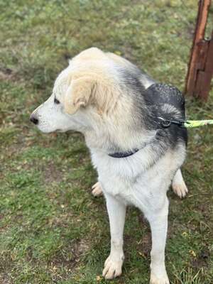 VADON – fröhlicher Rüde SUCHT EIN ZUHAUSE!, Mischling - Rüde