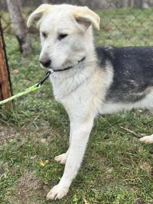 VADON – fröhlicher Rüde SUCHT EIN ZUHAUSE!, Mischling - Rüde