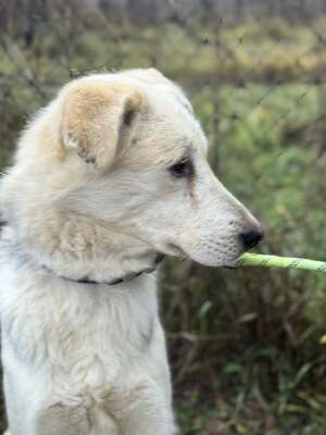 VADON - kontaktfreudiger, sanfter Rüde SUCHT EIN ZUHAUSE, Mischling - Rüde