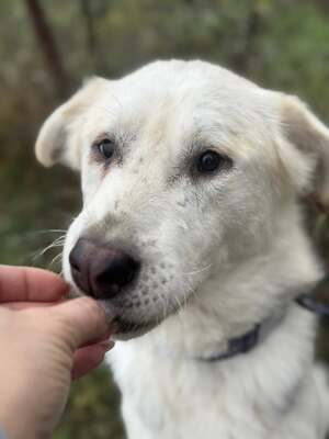 VADON - kontaktfreudiger, sanfter Rüde SUCHT EIN ZUHAUSE, Mischling - Rüde