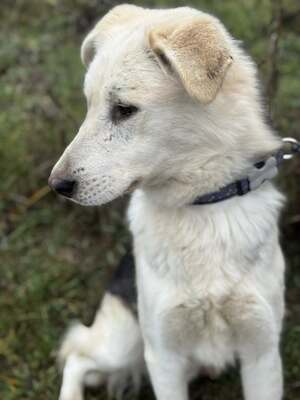 VADON - kontaktfreudiger, sanfter Rüde SUCHT EIN ZUHAUSE, Mischling - Rüde