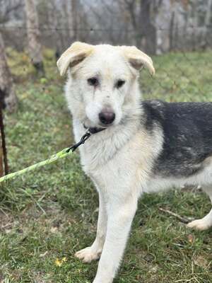 VADON - kontaktfreudiger, sanfter Rüde SUCHT EIN ZUHAUSE, Mischling - Rüde