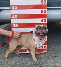 VALENCIA, Französische Bulldoggen-Mischling - Hündin