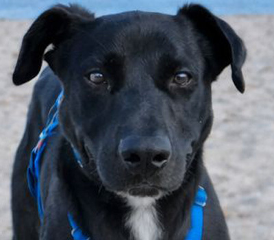 VALENTINO V45, Pastor Mallorquin-Mischling - Rüde