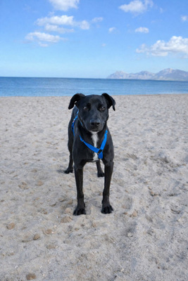 VALENTINO V45, Pastor Mallorquin-Mischling - Rüde