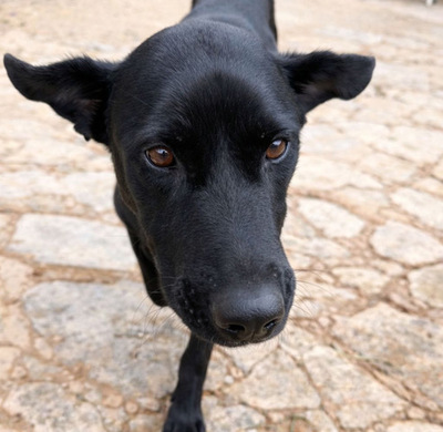 VALENTINO V45, Pastor Mallorquin-Mischling - Rüde