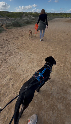 VALENTINO V45, Pastor Mallorquin-Mischling - Rüde