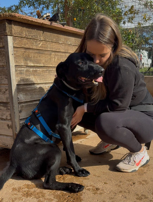 VALENTINO V45, Pastor Mallorquin-Mischling - Rüde