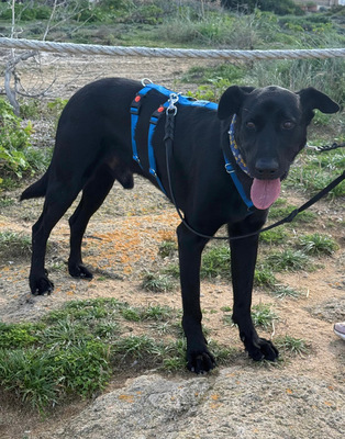 VALENTINO V45, Pastor Mallorquin-Mischling - Rüde