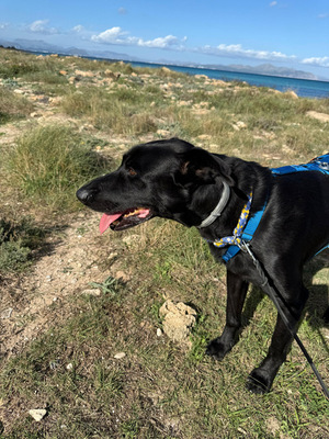 VALENTINO V45, Pastor Mallorquin-Mischling - Rüde